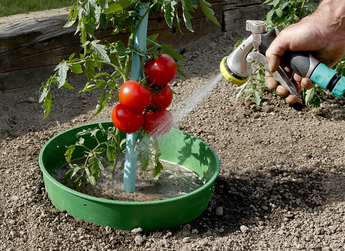 Une culture de tomate écologique