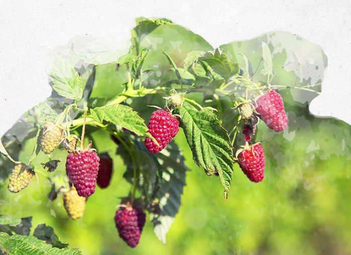 Cultiver ses framboises dans son jardin