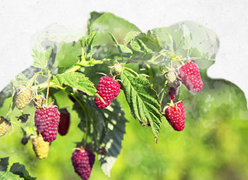 Cultiver ses framboises dans son jardin