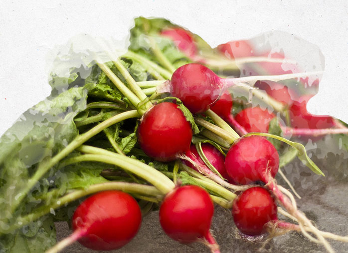 Cultiver de bons radis dans votre jardin