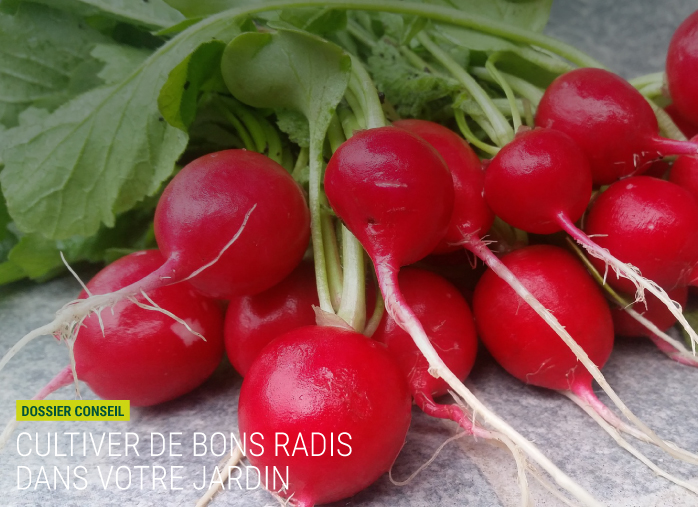 Cultiver de bons radis dans votre jardin