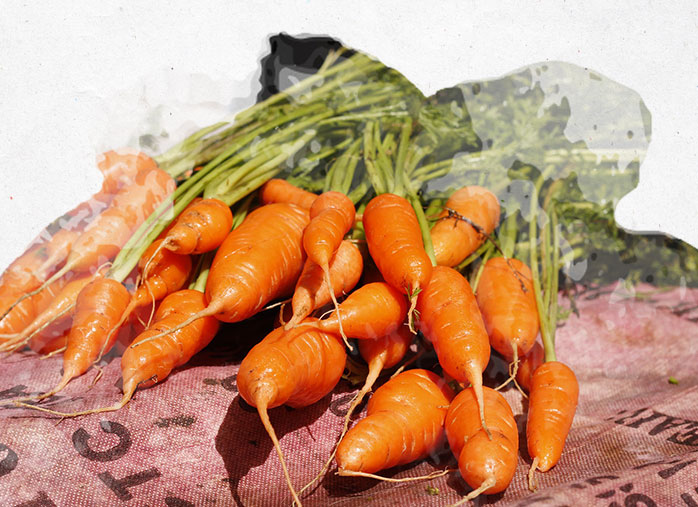 Cultiver ses carottes