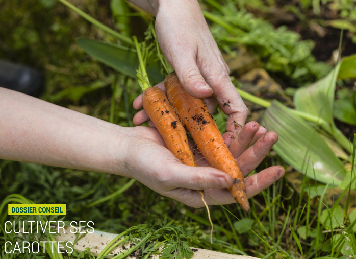 Cultiver ses carottes
