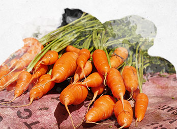 Cultiver ses carottes