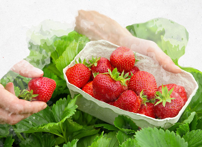 Cultiver et manger ses propres fraises