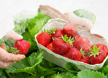 Cultiver et manger ses propres fraises