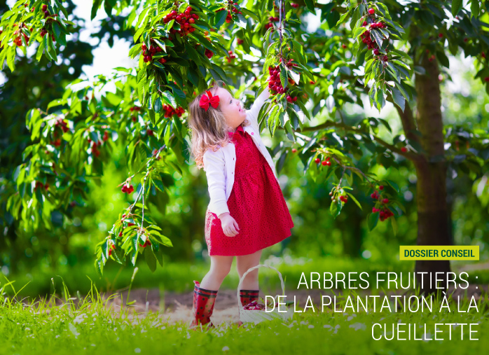 Arbres fruitiers : De la plantation à la cueillette