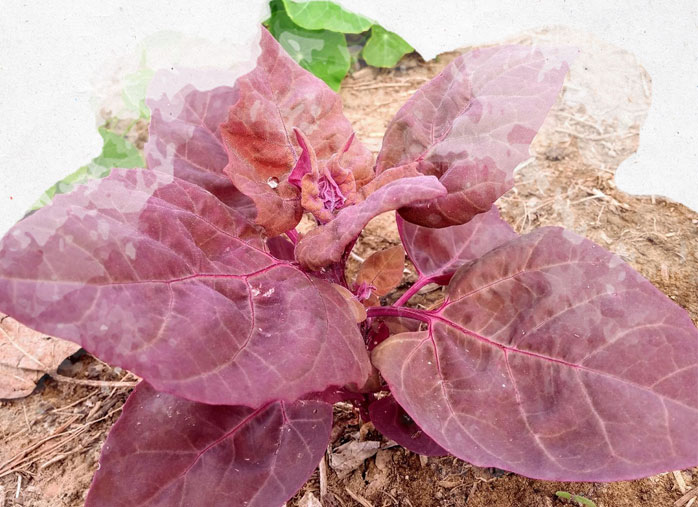 Légumes anciens : guide de culture de l’Arroche