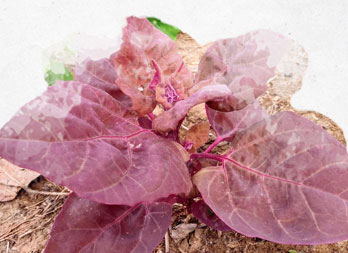 Légumes anciens : guide de culture de l’Arroche