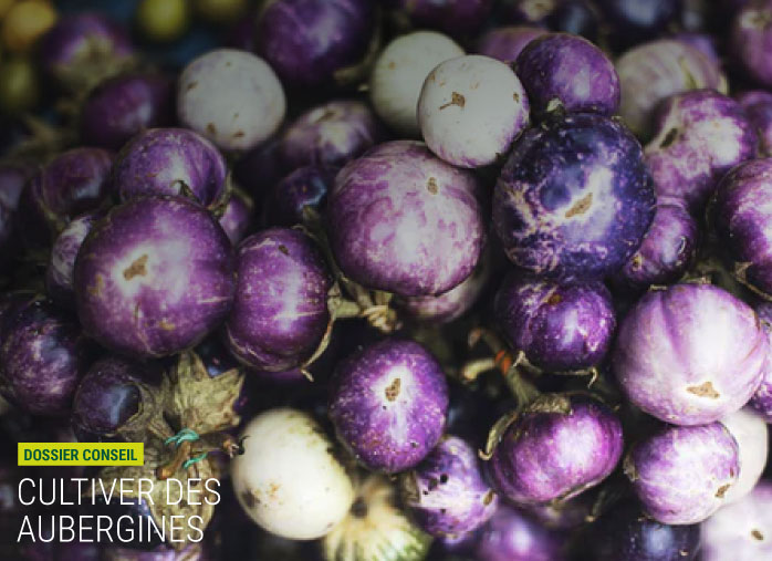 Réussir la culture d’aubergines