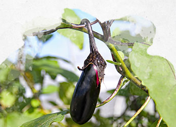 Réussir la culture de l’aubergine : des semis à la récolte