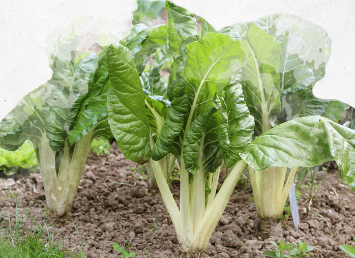 Légumes anciens : semis et culture de la blette