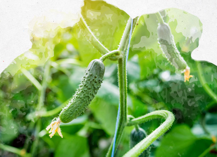 Culture du concombre : semis, entretien et récolte