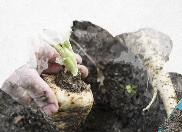 Légumes anciens : semis et culture du panais