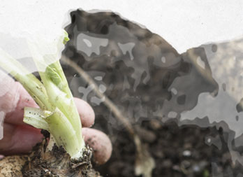 Légumes anciens : semis et culture du panais