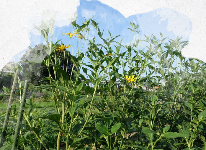 Topinambour : culture, conseils de plantation et récolte