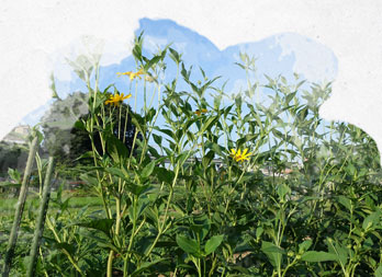 Topinambour : culture, conseils de plantation et récolte