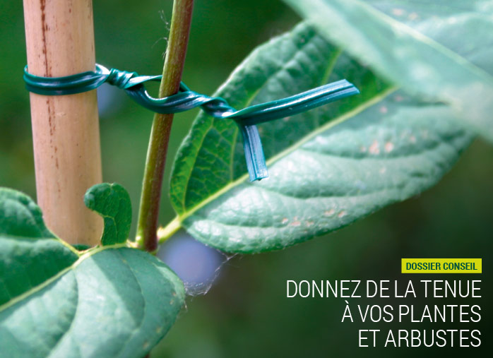 Donnez de la tenue à vos plantes et arbustes