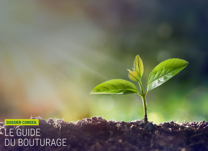 Le guide du bouturage