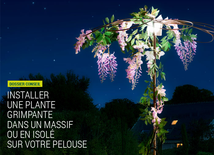 Installer une plante grimpante dans un massif ou en isolé sur votre pelouse
