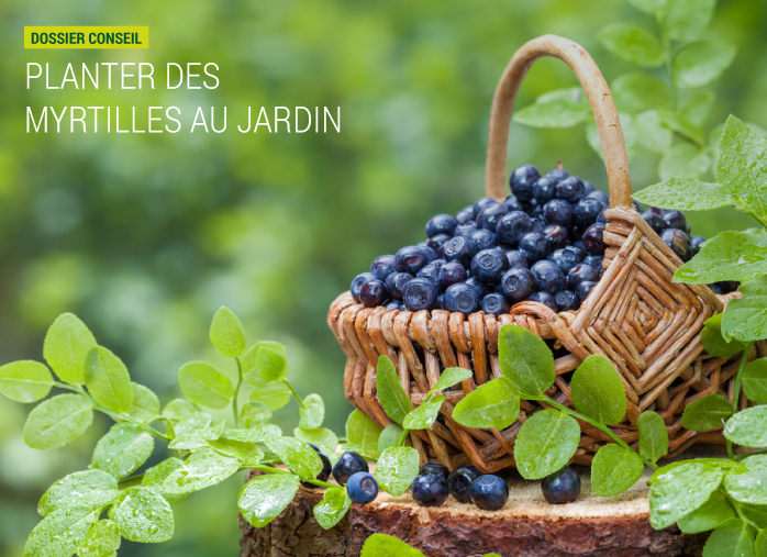 Planter des myrtilles au jardin