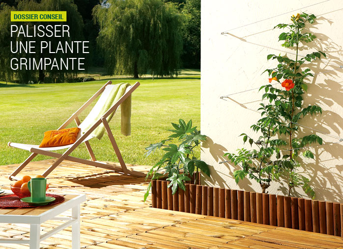 Palisser une plante grimpante