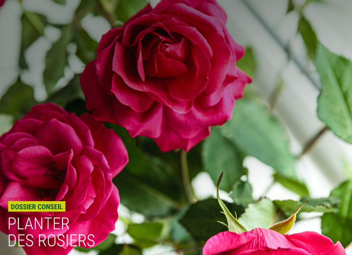 Plantation rosier : quand les planter ?
