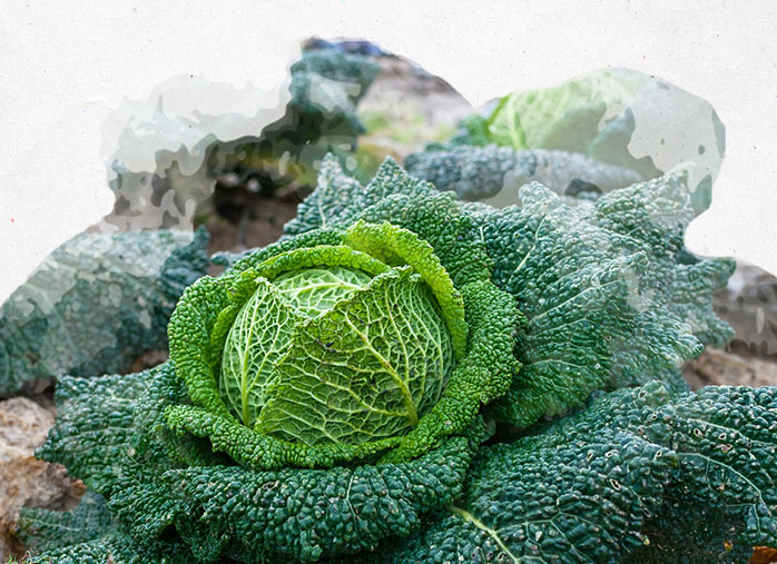 Planter des choux au potager