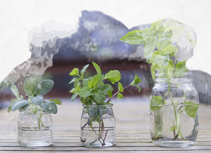 Plantation d’herbes aromatiques au jardin et en intérieur