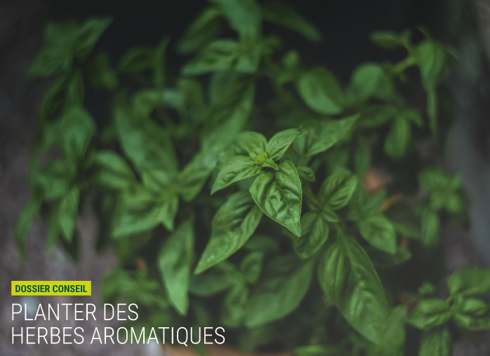 Planter des herbes aromatiques