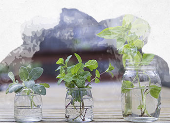 Plantation d’herbes aromatiques au jardin et en intérieur