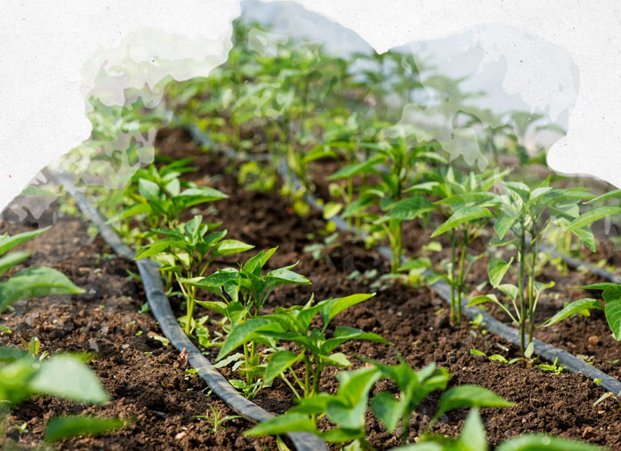 Planter et cultiver ses propres poivrons au jardin