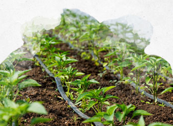 Planter et cultiver ses propres poivrons au jardin