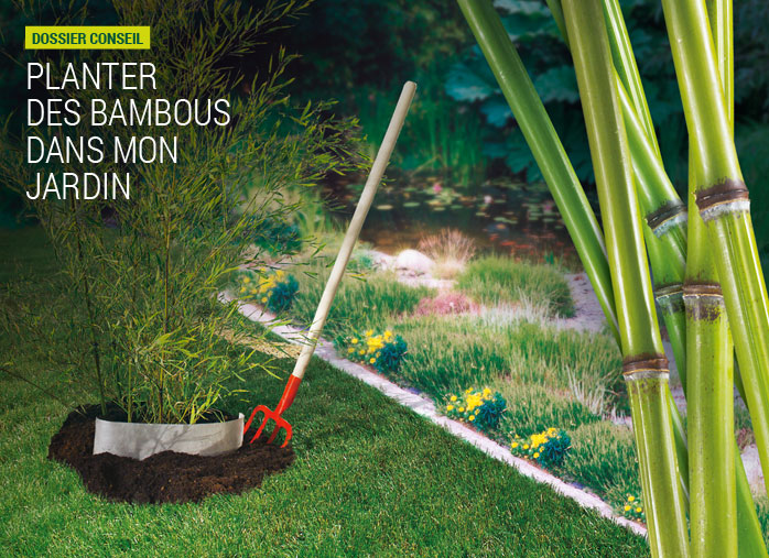 Planter des bambous dans mon jardin