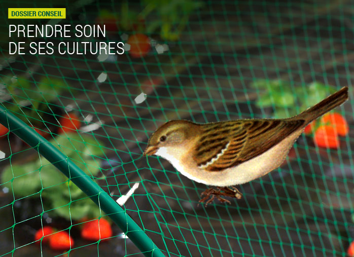 Prendre soin de ses cultures