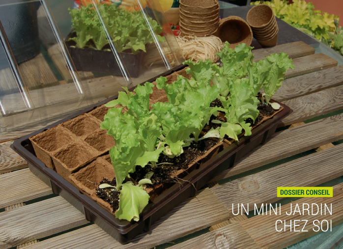 Un mini jardin chez soi