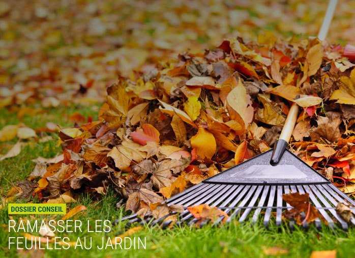 Ramasser les feuilles mortes au jardin