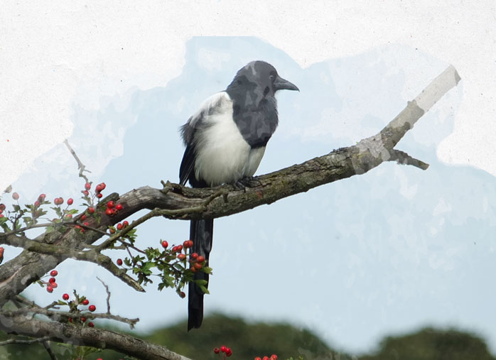 Faire fuir les nuisibles au jardin : oiseaux, rongeurs - Nortene