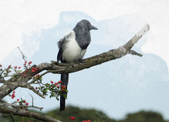 Birdnet, filet de protection pour oiseaux - Nortene