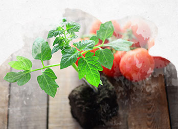 Réussir son semis de tomates