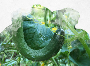 Quel tuteur pour le Monstera - Nortene