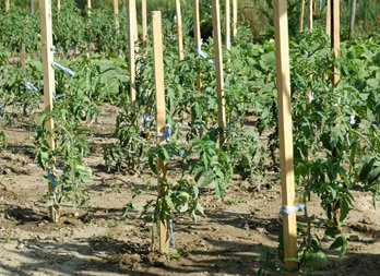Acacia stakes for tomato plants