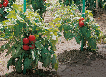 Tomato stake with water tank