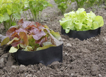 Planting bags to protect transplanted salad plants from wireworms