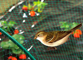 Bird protection netting
