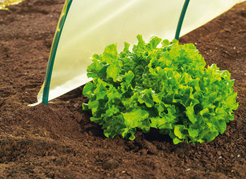 Market gardeners’ cloche film