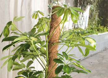 Plante grimpante Coco Totem pôle Jardinage sûr Noix de Coco bâton de Palmier pour Plantes grimpantes vignes et Plantes grimpantes Hangarone Cadre descalade de Plantes 