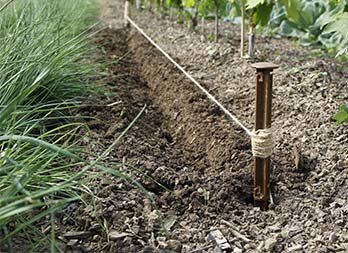 Cordeau de jardin à base de Miscanthus