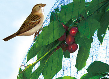 Vogelnet vierkanten maas