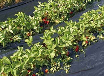 Special strawberries mulching film